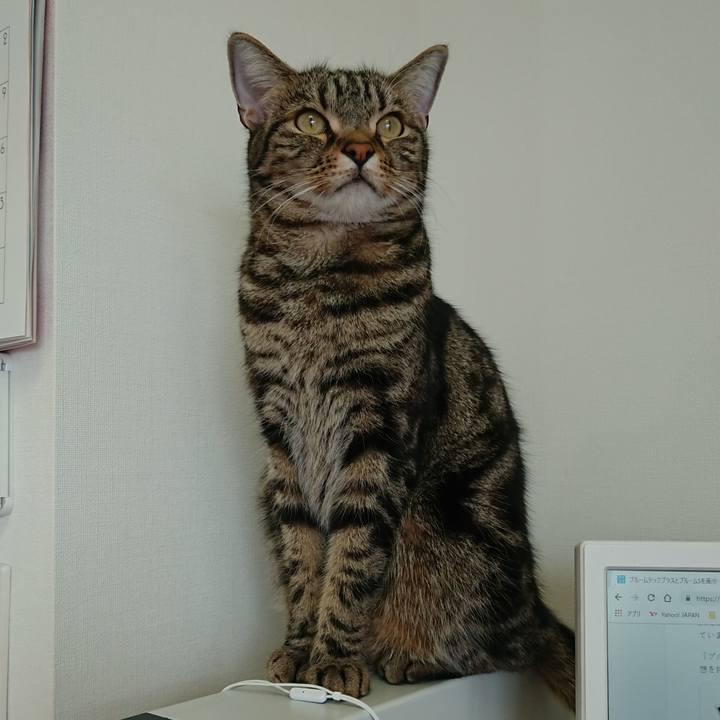 333267e4 8ab3 4536 91fd f8a18385fa26 1550976469966