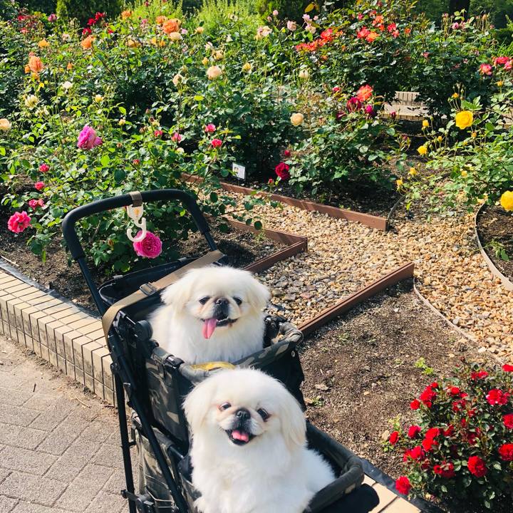 3332a85b 295b 4263 94fe d1bae43b766b 1620976317605