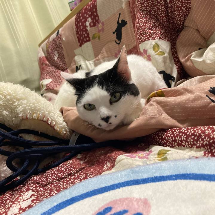 33353491 b440 4293 b2e8 1e14c06af50c 1767081217544