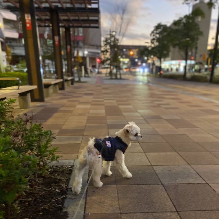 333585e6 6c88 43a0 a691 2eb92d01cab1 1575370968198