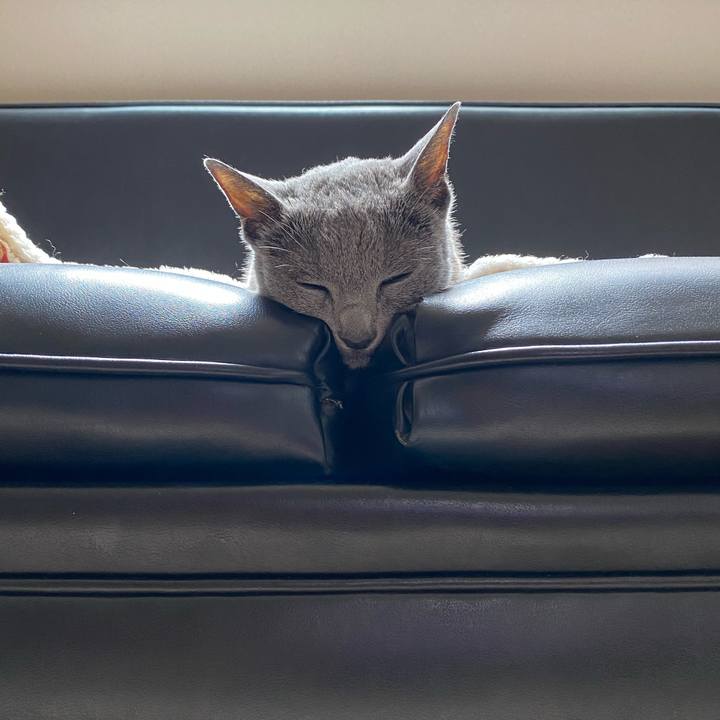 333dbd26 4c95 4a2c bec8 b0a19cb5f78d 1625882336186