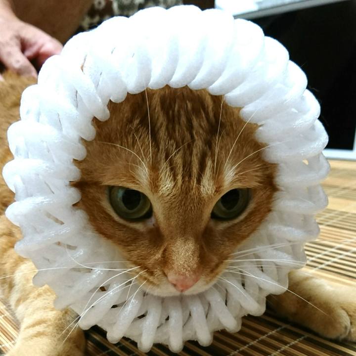 333de596 bf95 46cf b11b a371792157ec 1532954745717