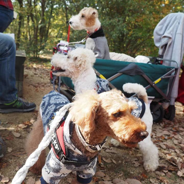 333ff535 814d 4b85 a27b fec94c6dbd06 1542373044910