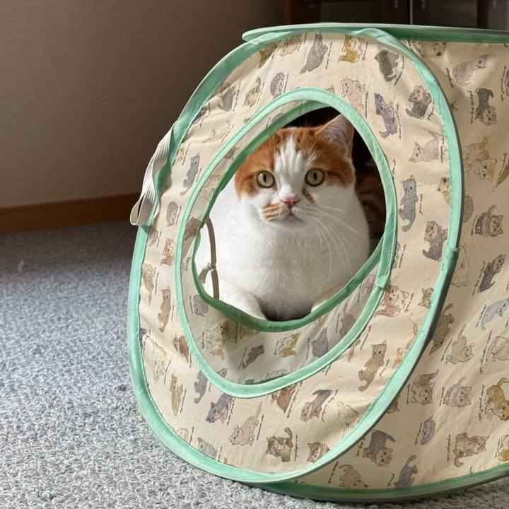 33439cbc 7da5 4a4c 9523 3ae25ea2ad46 1762568155600