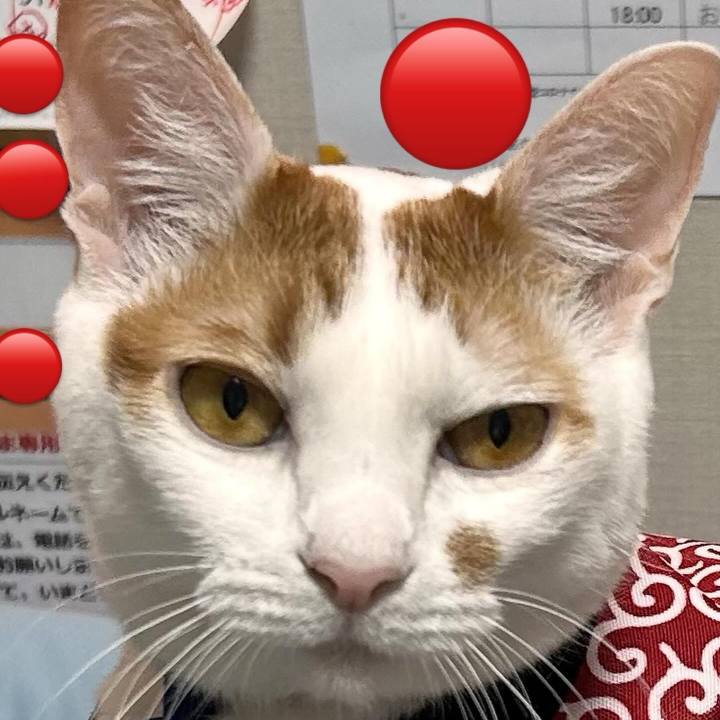 3343cc0a fcec 408c ab44 9aae31fab6b4 1760005832692