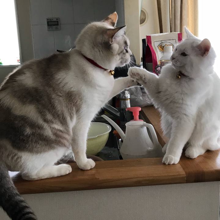 334917b5 ed16 43b2 b449 d804be480837 1512438192462