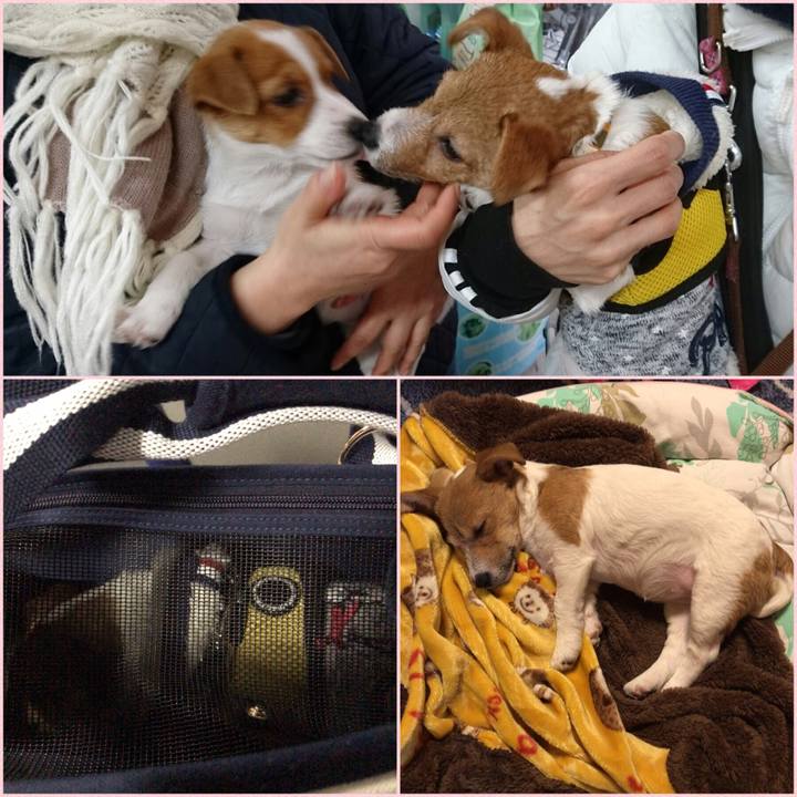 334c351b 1852 4495 afd6 eef7d5a3b412 1547434874821