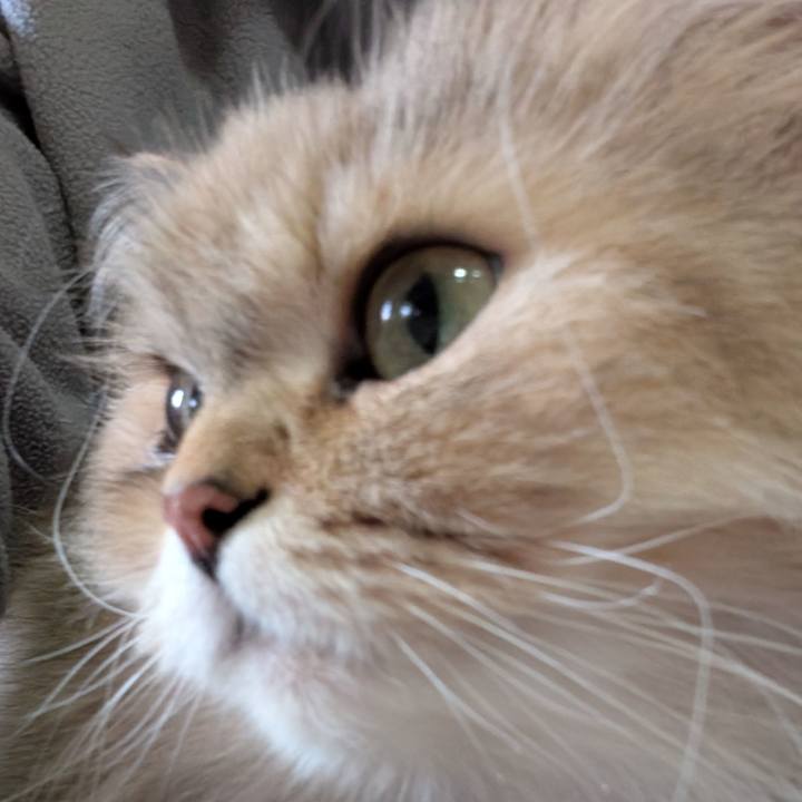 334d4ab1 9b52 4649 a8fa 4183689fb91c 1743808225266