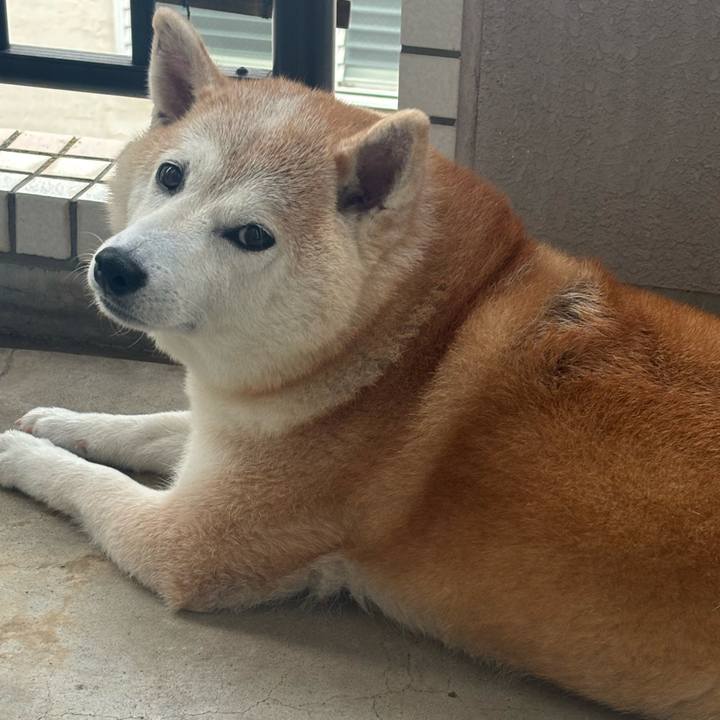 334ee2d7 2b55 4c40 9e28 99e1e398f0da 1750452452957