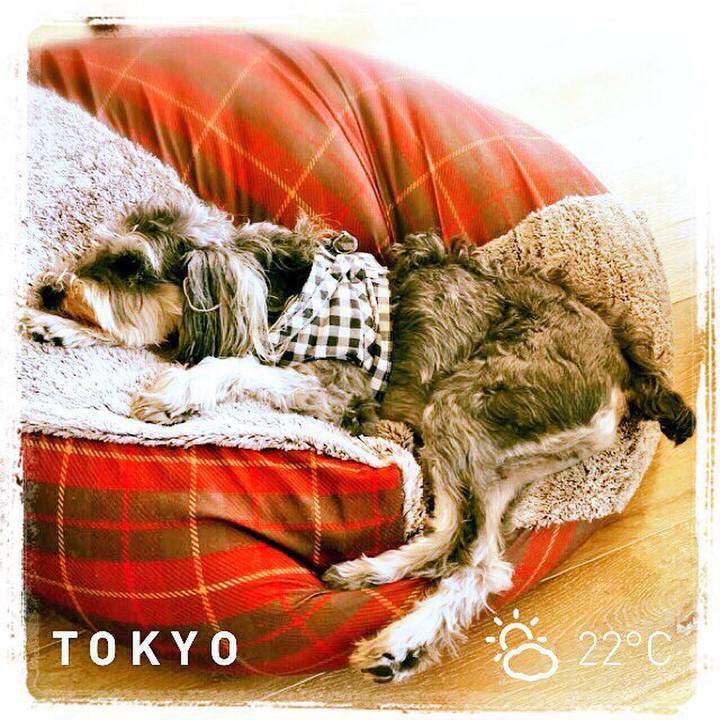 335192e4 5f85 49c7 b1af 7c814c43b99e 1509674643953