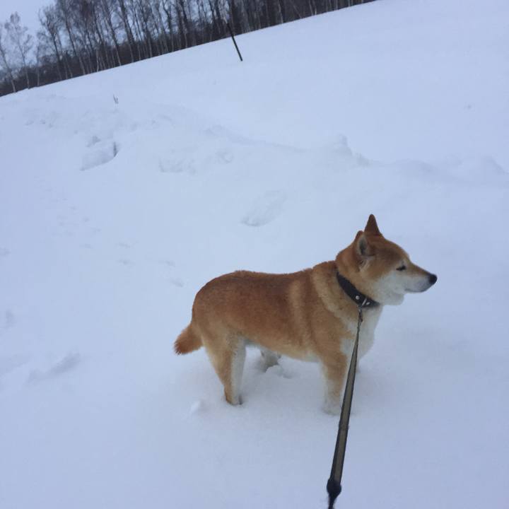 3352ffc1 911d 41ca a20d 5834dd554d4f 1515937158755