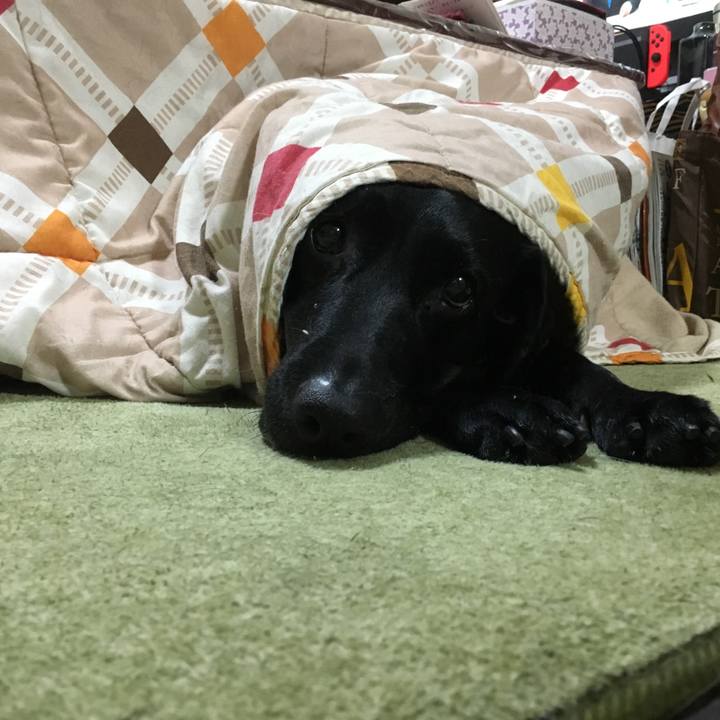 33552956 78d2 459e a1fe 222039efafa5 1515224752290