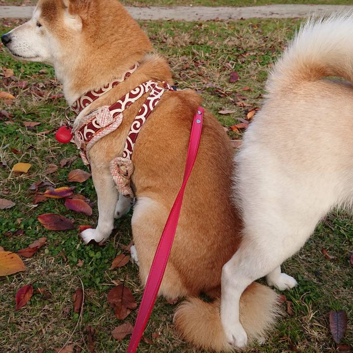 3357fca1 b081 4827 9e1c debb888fb3dc 1539088748719