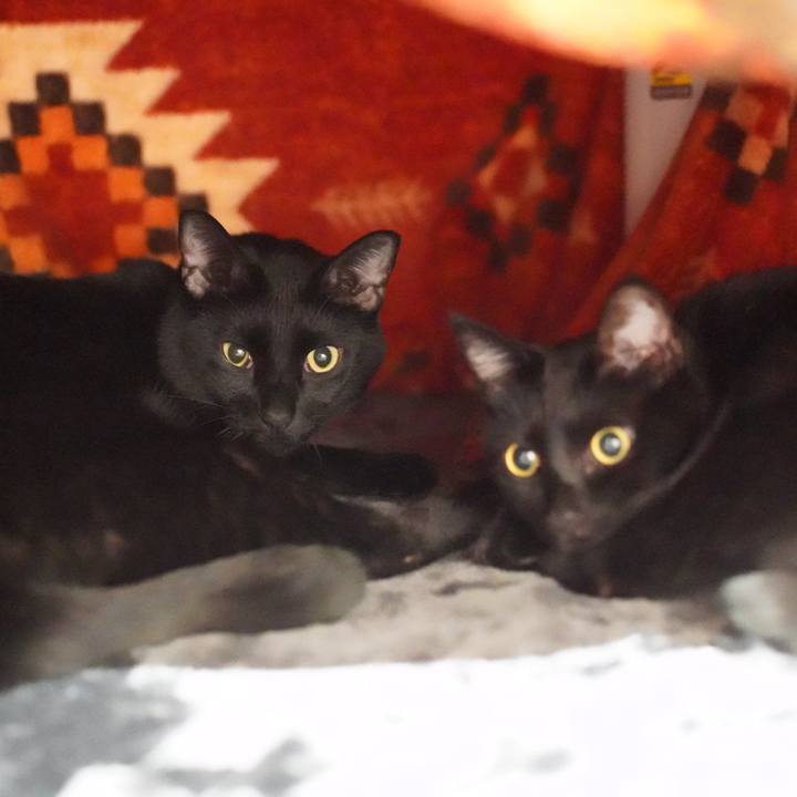 335818b3 00ea 402d ac17 012431693d1e 1577231968525