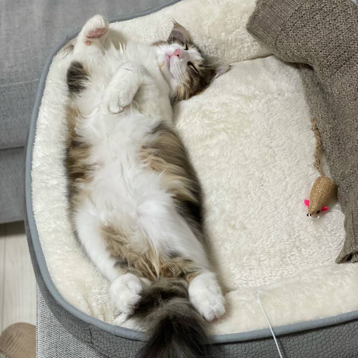 335aa1c5 30fe 4464 862f 5902692d9907 1635756616626