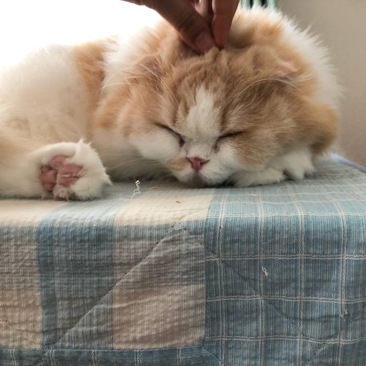 335b5414 76d8 4e02 84e3 c1f9b0e70b16 1598090354096