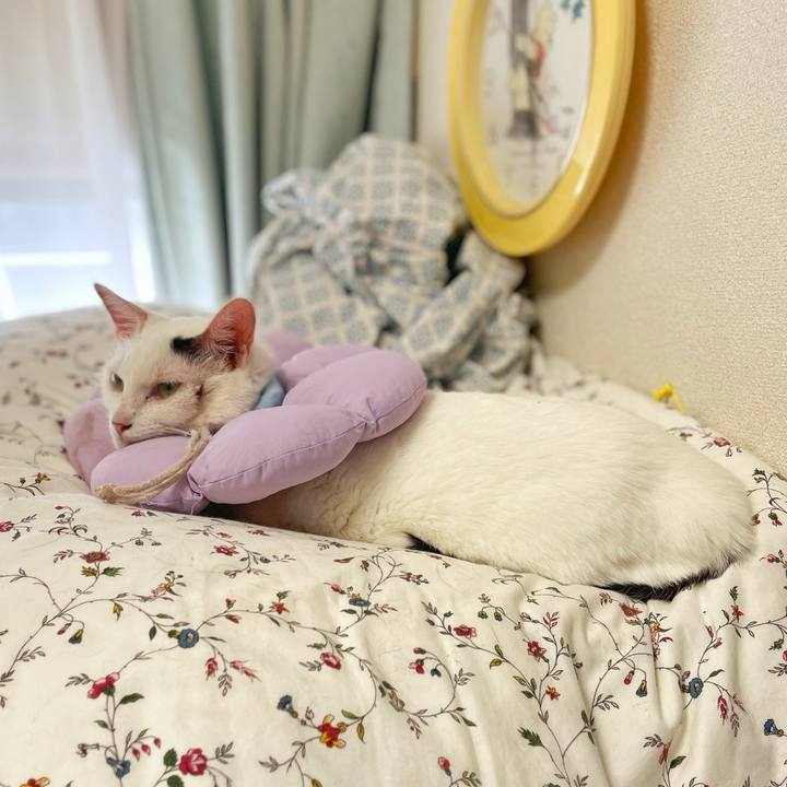 335d21e9 b1aa 4144 acc2 7cdaf1590482 1760845707866