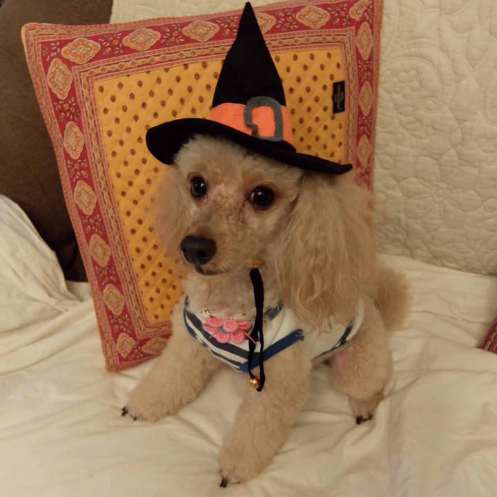 335e6bff 4d72 4288 95c6 c679d7a0d068 1509371576423