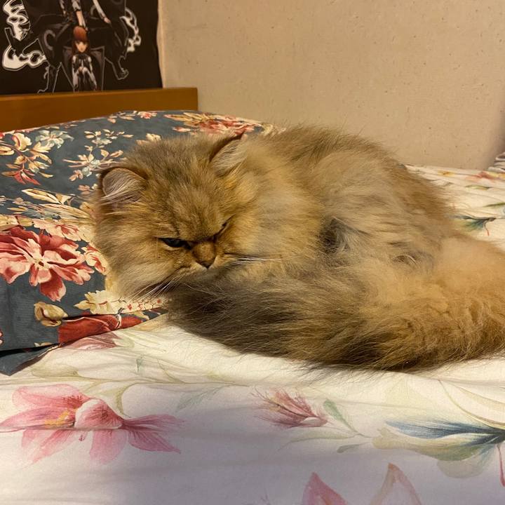 33689d96 c918 483d 93b9 63f7a688c52b 1587627275243