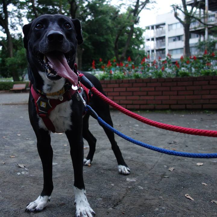 336ac8ff 45d0 49b4 b574 5a103739ce7c 1593168617054