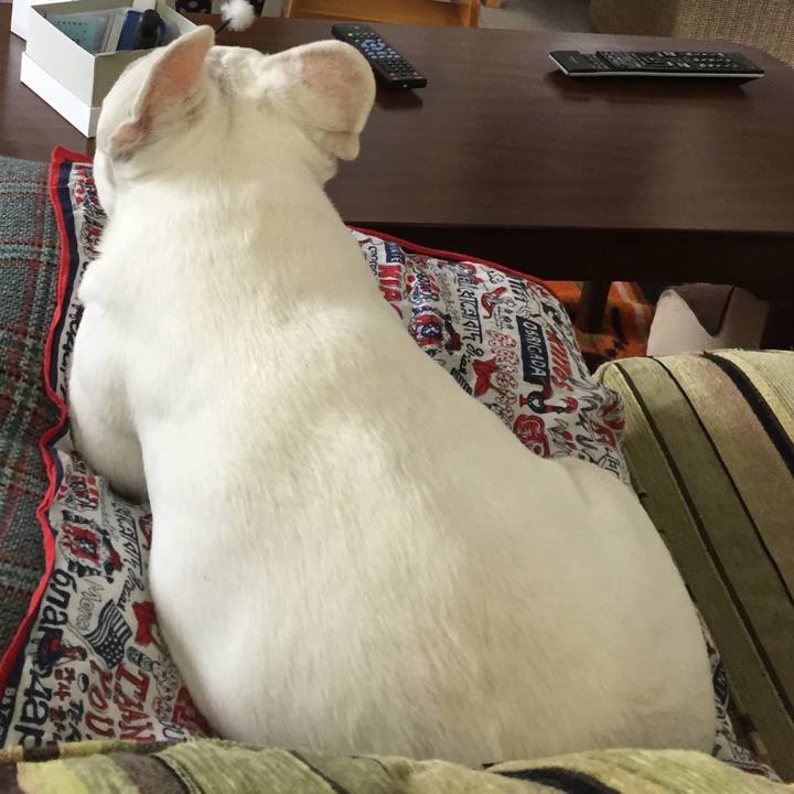 336f8b6d eeb7 4013 bb23 bb38dcc8ca6e 1516599514605