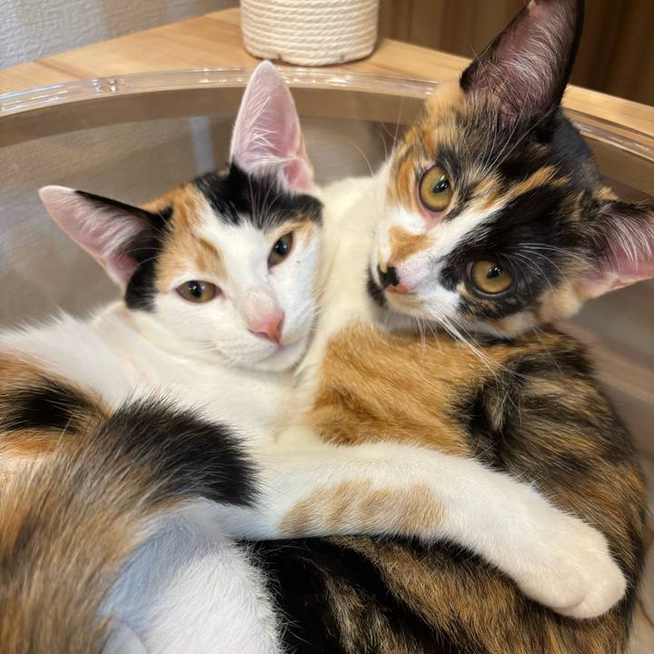 336f9b9c 79a5 4c83 b18e 1fd4f0255b7d 1758629817703