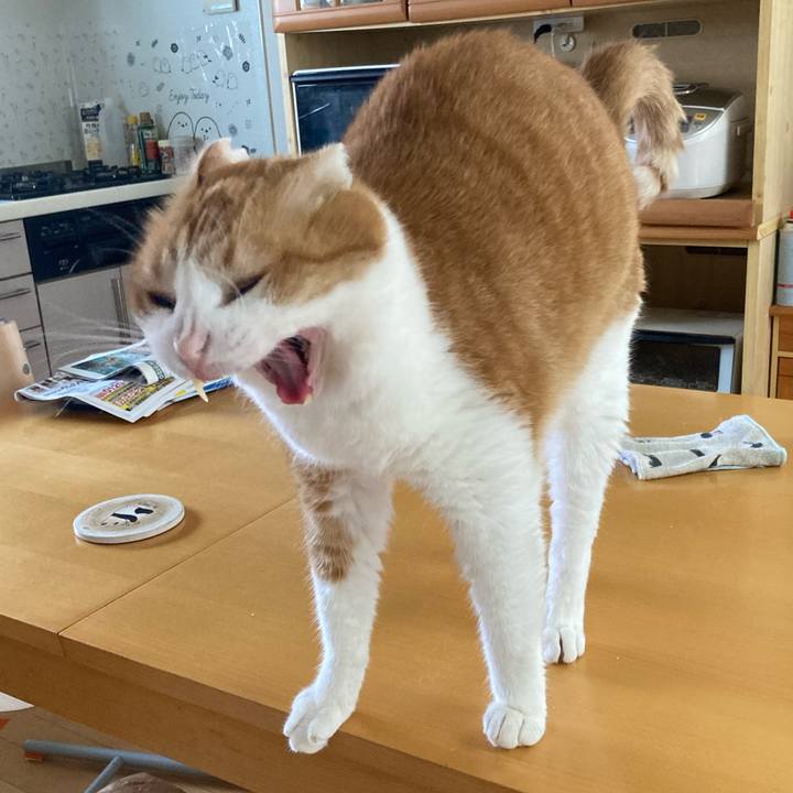 33706274 7644 4904 99b9 cd78232455c5 1760158378179