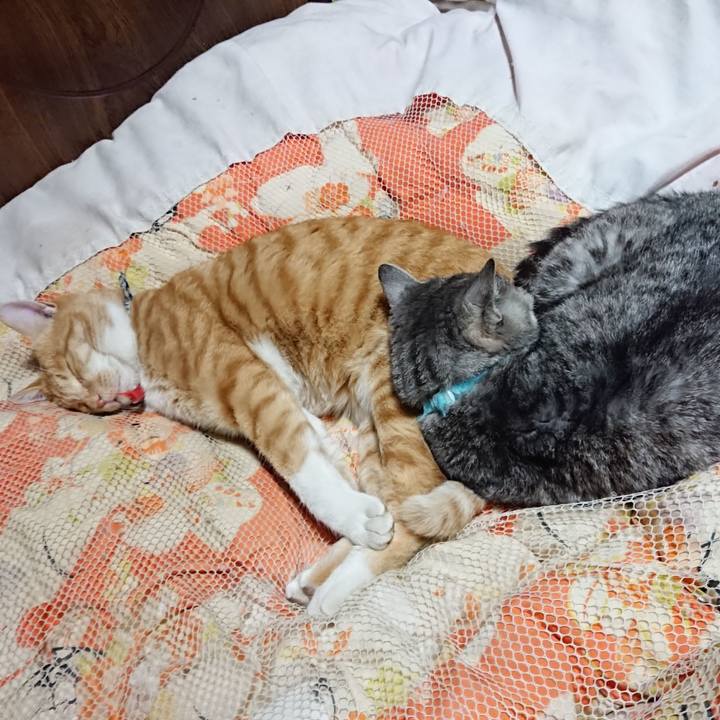 3370c90f f76f 425b 8b06 bad0b88e19fa 1573563501533