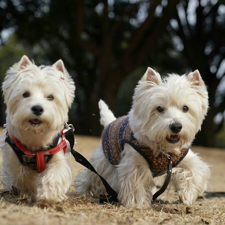 3372afca 2274 421c a00d 13fcf98068b1 1519865086266