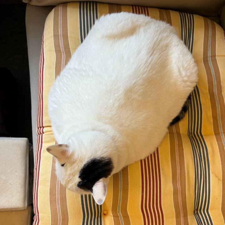 33733ac8 8a60 46dc b875 34a493d8b148 1761268916895