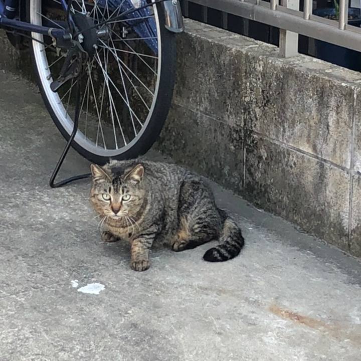 33734c4f 60c1 4400 a6a7 eb9500eb2c3c 1558642757178