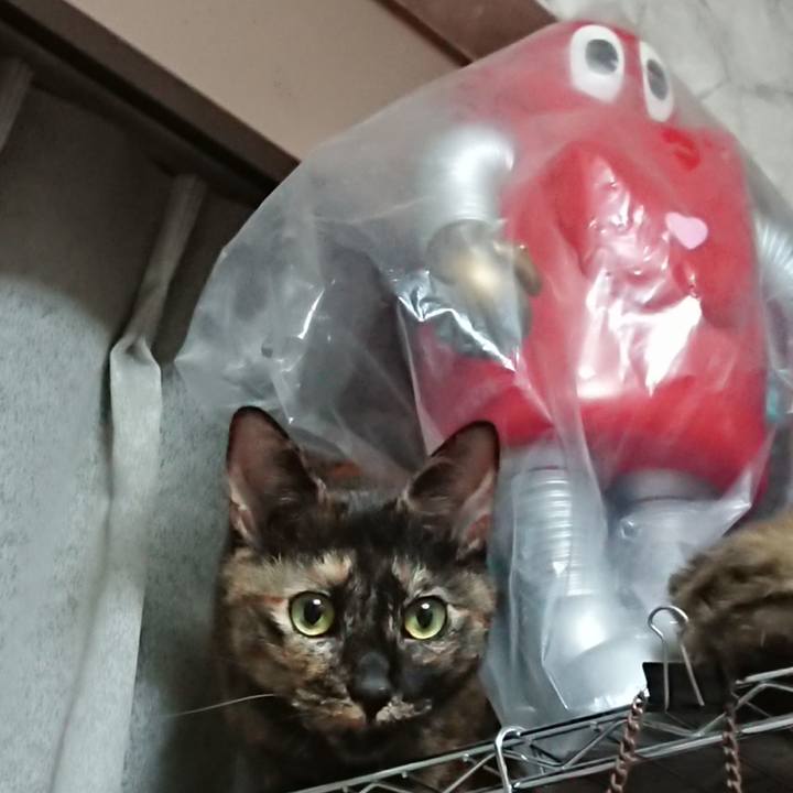 3374f993 30e5 4f8a bb62 01e2a8a7dbed 1603357252536