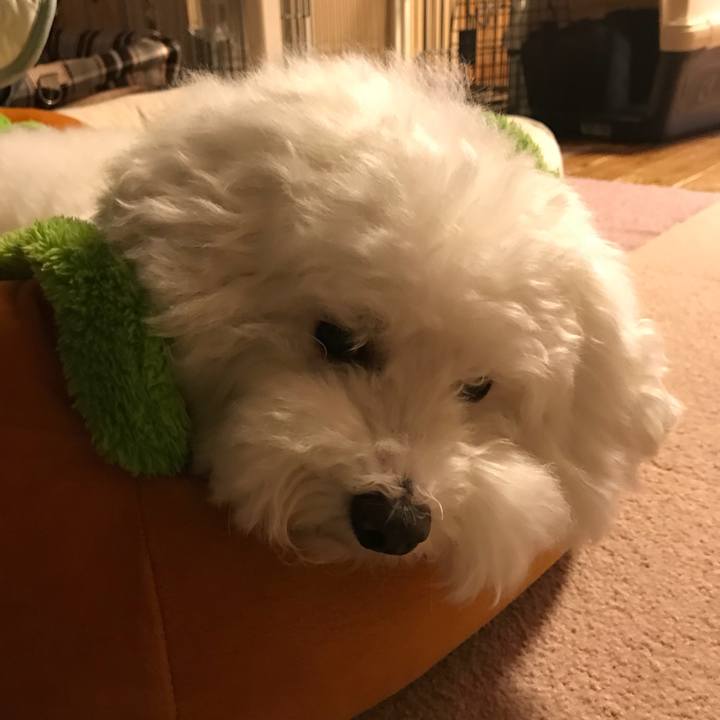 33774a4a 3efb 4b30 9ae7 2f7f3dbd323d 1539612386798