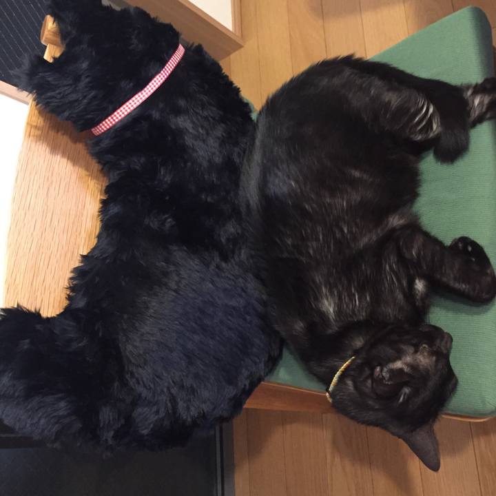 33780253 1bb6 45f6 805a 869290824114 1539790613853