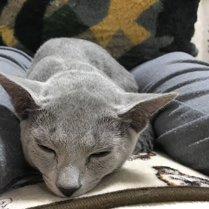 337ba0d1 02f1 4902 93a4 cb0db8bbaa9c 1509799573806