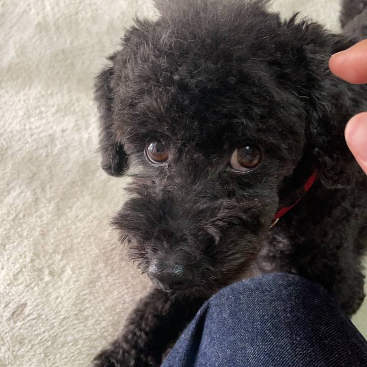 337c94de 076b 4c33 8c0a 4e1f4d0987c0 1668399060646