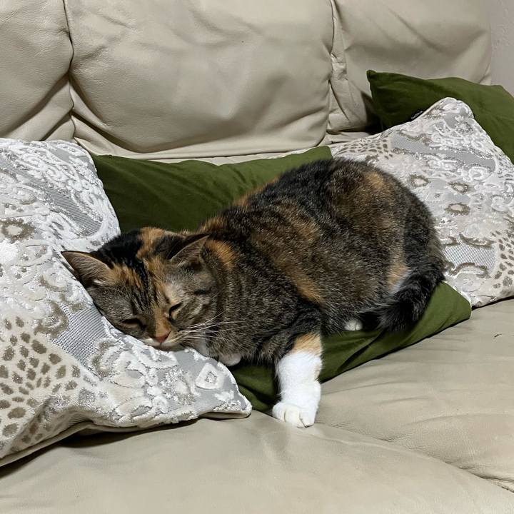 337d3d66 baab 41e7 b1b5 8d26a3244730 1760017118218