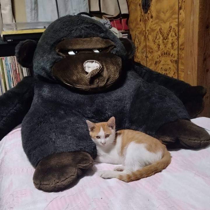 33812658 6112 4365 9fd9 eb1a92ffc07a 1729598264365