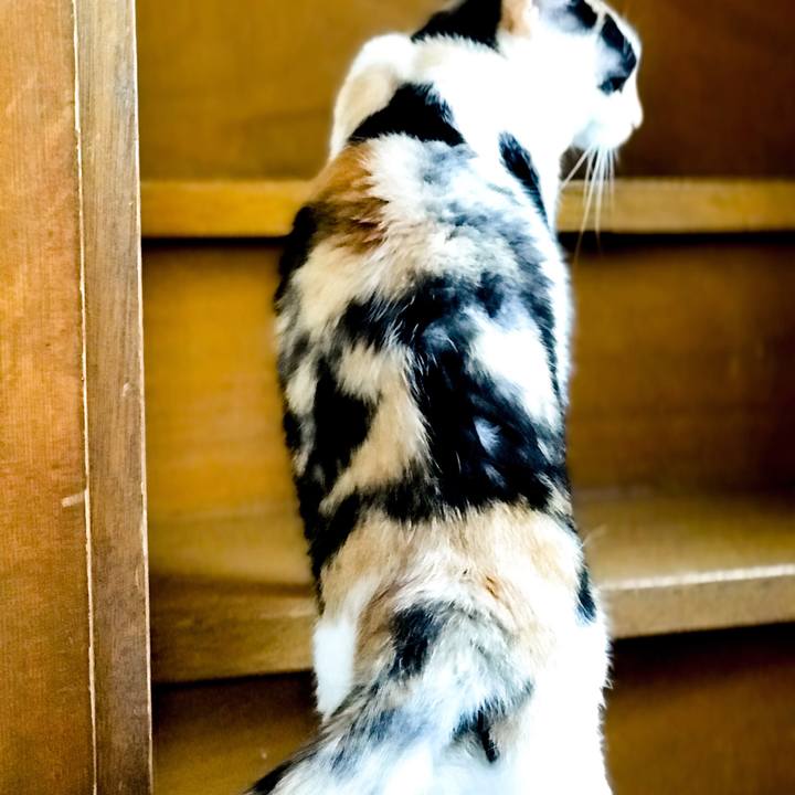 33819505 4f64 420a a74c 367af2f7e439 1530540434918