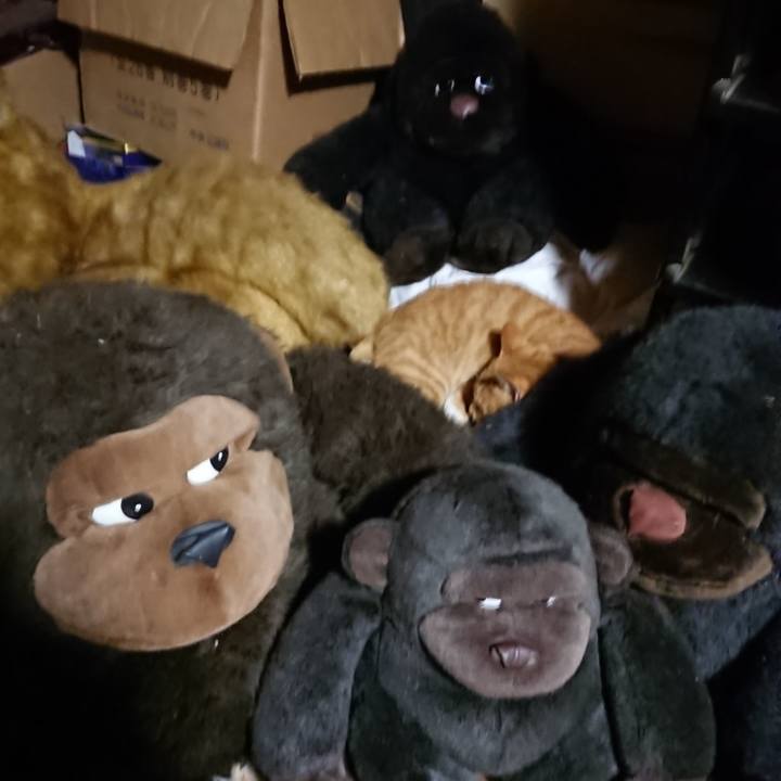 33866f2b 2fd3 466a 9d4f 25406577d71e 1603453646284