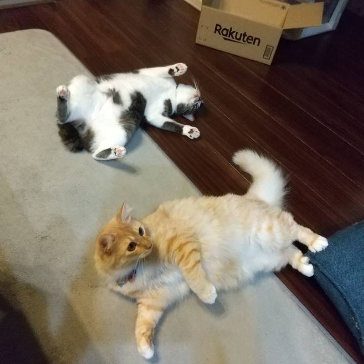 3386ba76 dc74 458d ab51 9f7dcaa8c0da 1633943950419