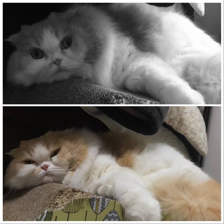 3386c570 0ee4 4abe 90f4 54676a38d3cb 1581203534786