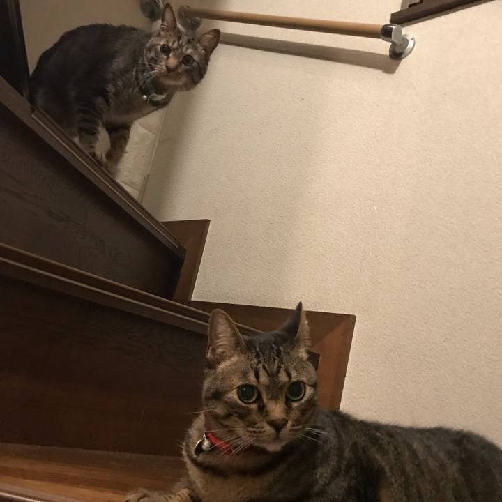 3387b5a0 4a28 468d a9c4 73ffd9ee0939 1560015247101