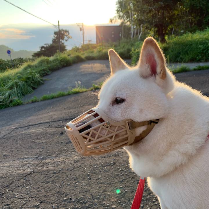 33888013 c726 431b 8988 ef6602d0c3fb 1567199526838