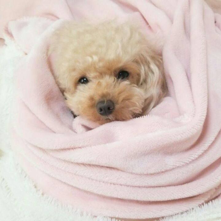 338da98a 0180 4554 8991 67fc1bd9cfb2 1541164103861