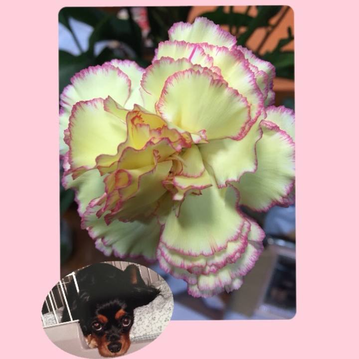 338db7bf 6c44 4d1d 8a83 120d3995adb6 1520327325801