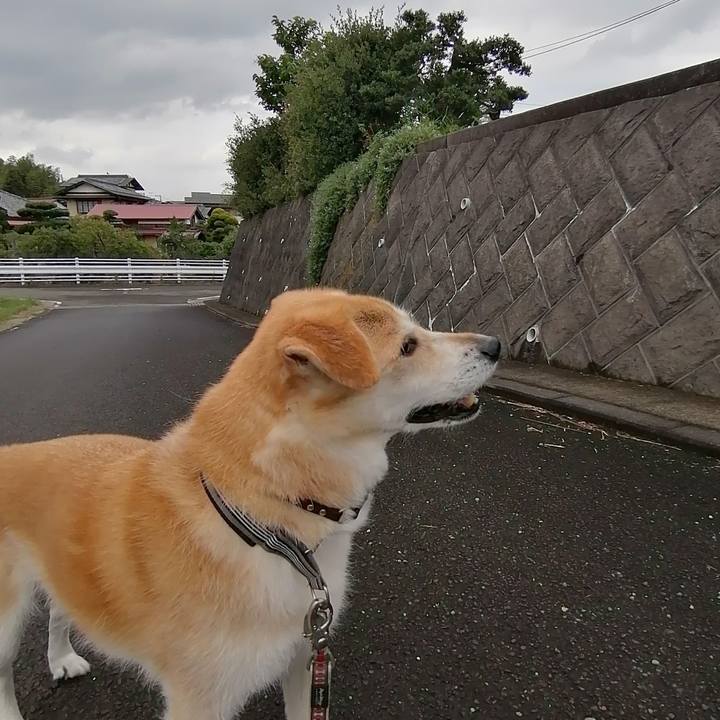 338f7c89 2e77 4f26 856e 2c0852ef4f29 1593930693403