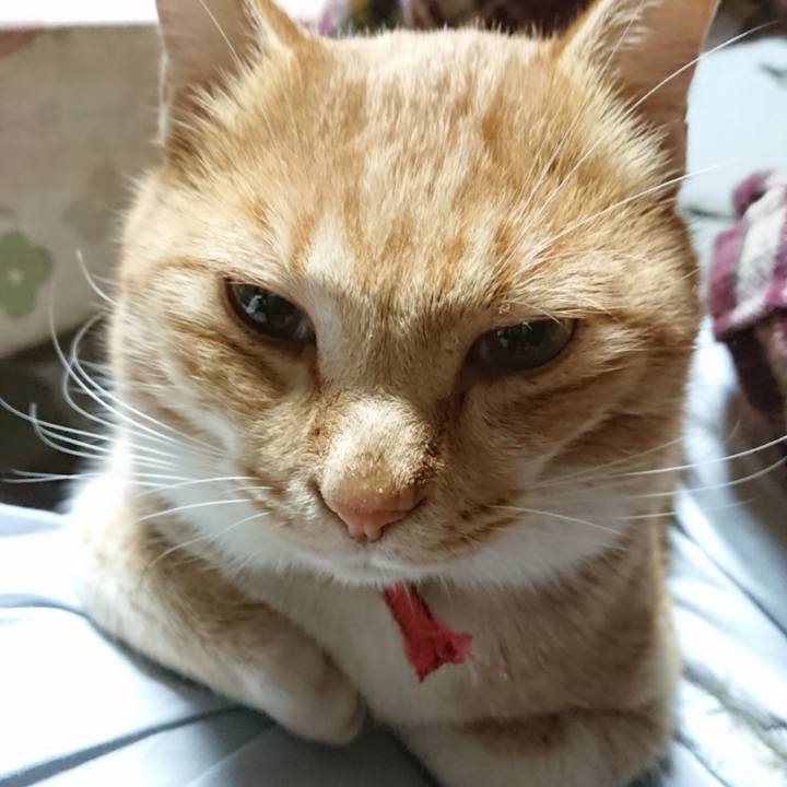 338f93d3 b148 448c b953 77f8c44bdb7f 1574242486472