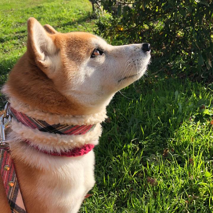 33938b4f dbfb 4a12 9769 5607dc1dff59 1544748212161