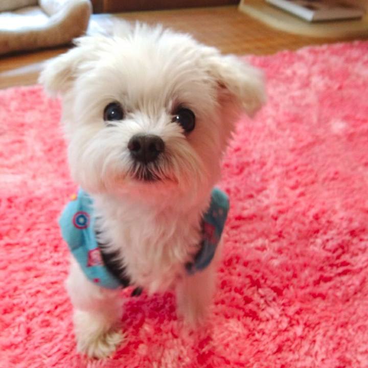 3393fde3 d9d5 4e15 9721 1eb6e1fcbd8f 1512694527526